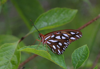 Gulf Fritillary